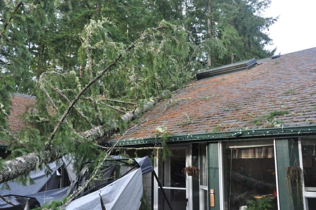 gilmer storm damage fallen tree